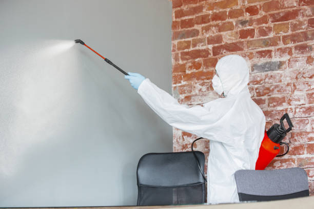 Best Basement Mold Removal  in Farragut, TN