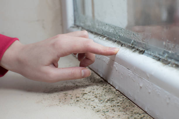 Best Water Damage & Mold Remediation  in Farragut, TN